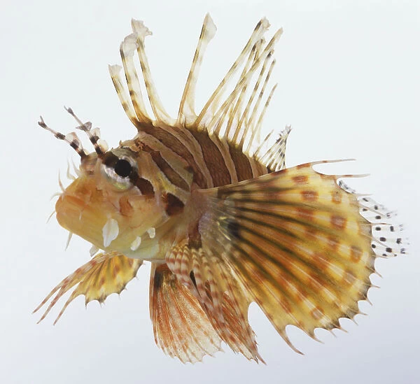 Lionfish (Pterois volitans), side view