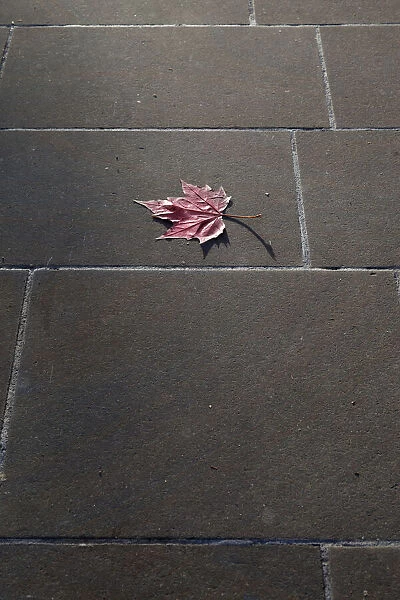 Lonely Autumn leaf on the pavement