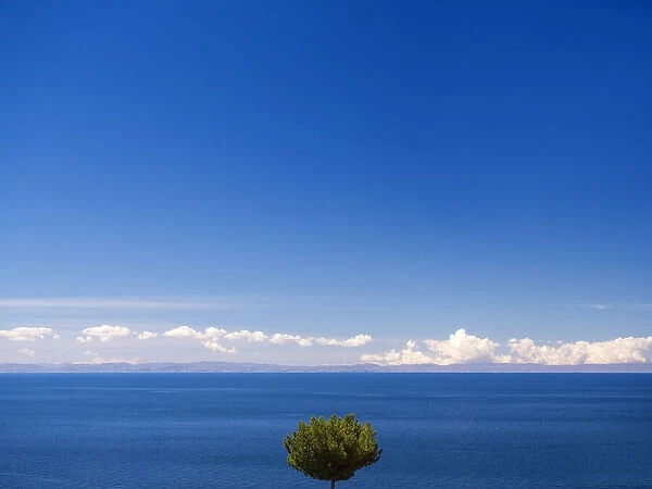 Lonely tree on Taquile Island, Lake Titicaca