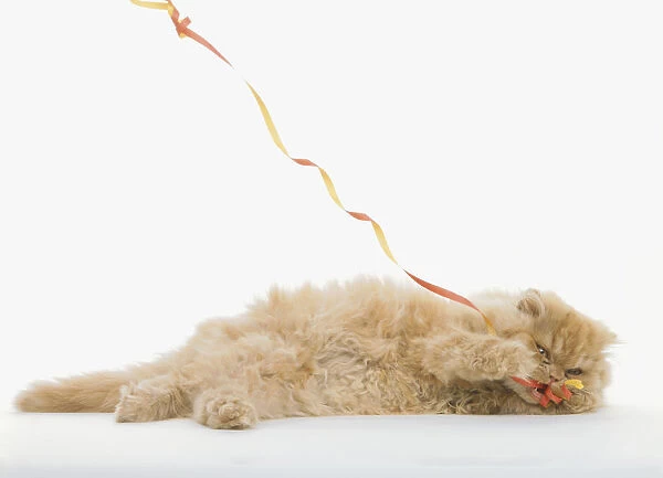 Long-haired cream-coloured kitten (Felis catus) playing with a streamer, side view
