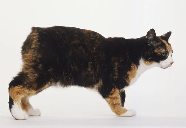 Manx cat standing, tortoiseshell and white fur, pink nose, small ears, distinctive stump tail, side view