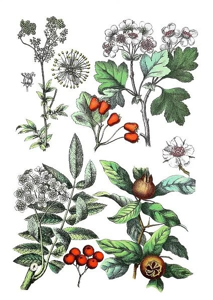 Meadowsweet, Filipendula ulmaria (top left), midland hawthorn, Crataegus laevigata (top right), rowan, mountain-ash, Sorbus aucuparia (bottem left), common medlar, Mespilus germanica (bottem right)