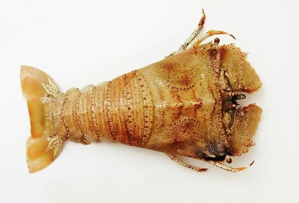Moreton Bay Bug (Thenus orientalis) lobster