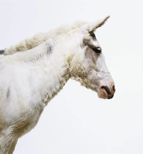 Mule (Equus caballus x asinus), profile showing large, alert ears