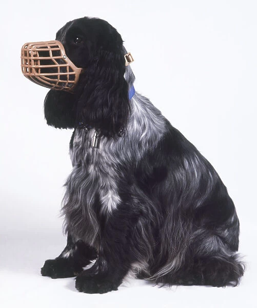 Muzzled Cocker Spaniel (Canis familiaris), side view