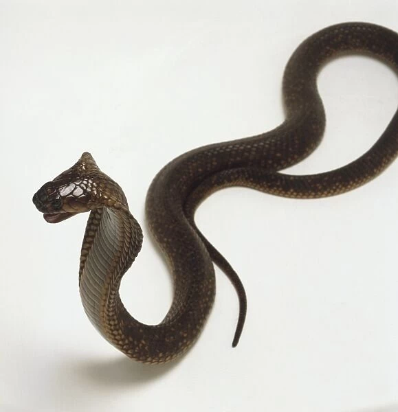 Naja haje annulifera, Egyptian Cobra, black hooded snake