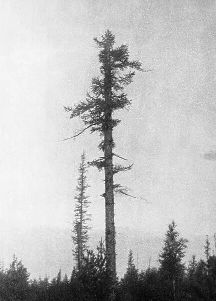 New growth on an old tree 20 km to the east of the blast center that was burnt and damaged in 1908 by the tunguska meteorite, prior to that, it was dense forest, this picture was taken during professor leonid kuliks 1938 expedition to investigate the event