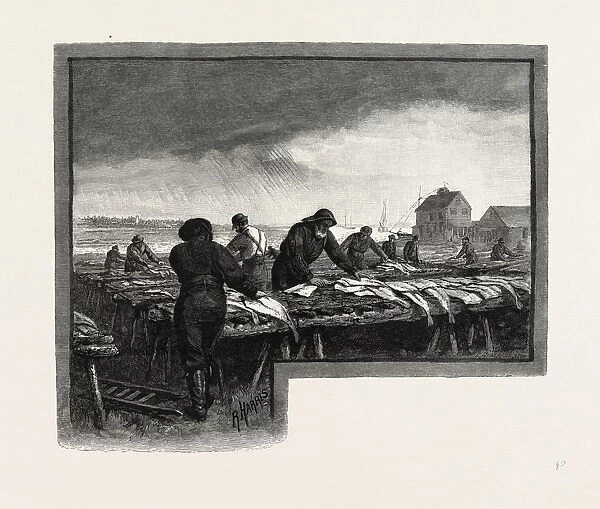 Nova Scotia, Drying Codfish, Canada, Nineteenth Century Engraving