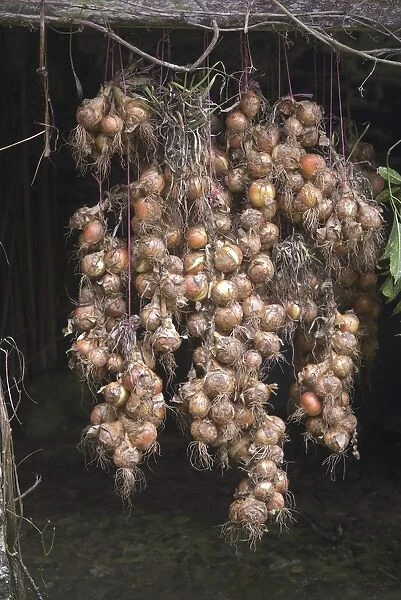 Onions hanging on string