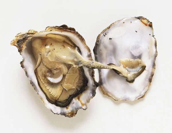 Open oyster shell, front view