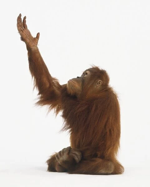 Orangutan reaching into the air