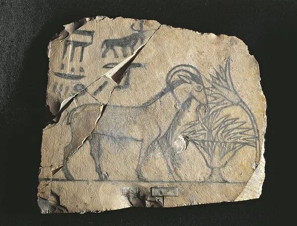 Ostrakon depicting ram, from Deir el Medina, Egyptian civilization