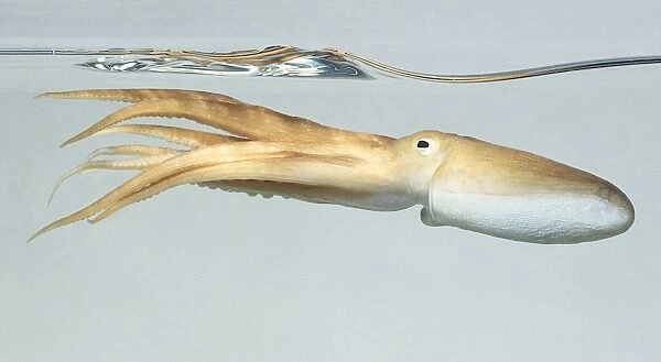 An outretched octopus