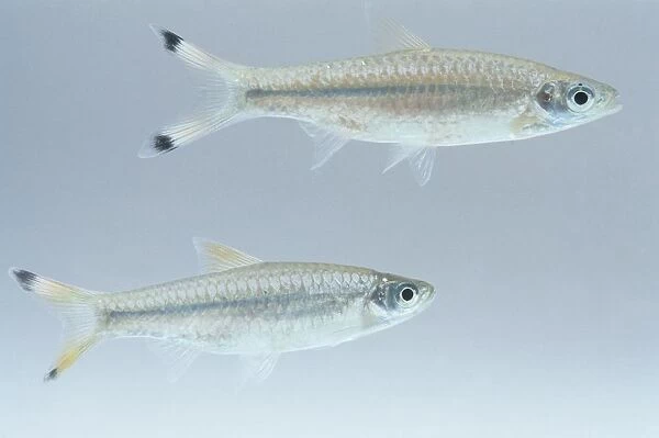 A pair of Giant scissortails (Rasbora caudimaculata), tropical freshwater fish