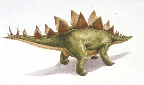 Palaeozoology, Jurassic period, Dinosaurs, Stegosaurus, illustration by Nick Pike