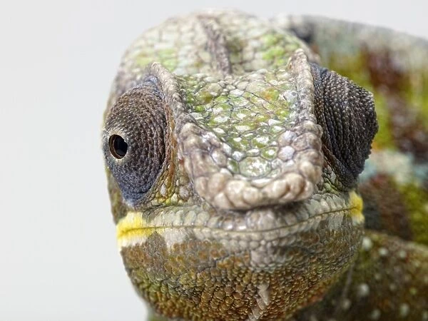 Panther Chameleon (Furcifer pardalis) looking at camera showing eyes on each side of head