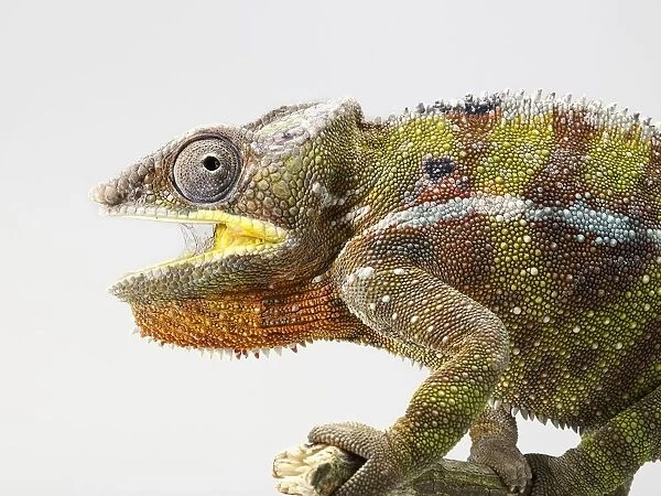 Panther Chameleon (Furcifer pardalis) with open mouth and natural pattern on textured skin