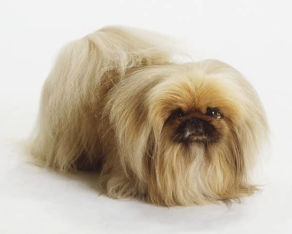 Pekingese Dog (Canis familiaris) standing, high angle front view