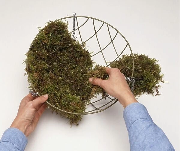 Person lining moist sphagnum moss in wire hanging basket