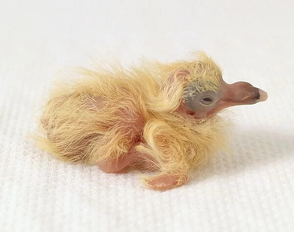 Pigeon (Columba livia) chick with fluffy yellow plumage, side view
