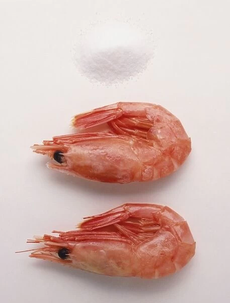 Two Pink Shrimp (Malacostracans), close up
