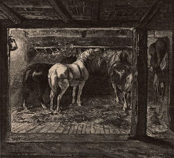 Pit ponies in their underground stable in a coal mine. The ponies were used to haul
