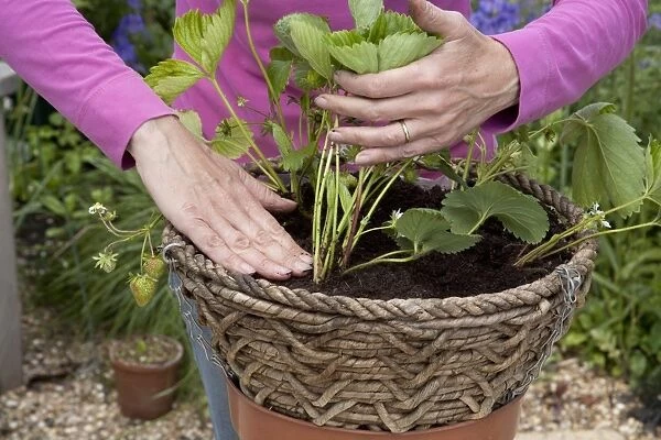 Planting strawberry plants in hanging basket