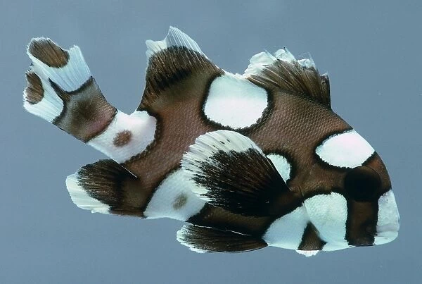 Plectorhynchus chaetodonoides, harlequin sweetlips fish with brown and white patches over its body