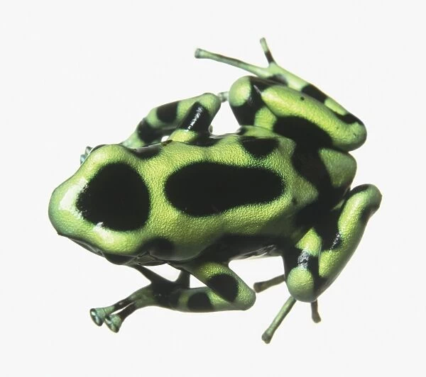 Poison dart frog (Dendrobates auratus)