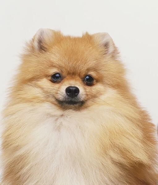 Pomeranian (Canis familiaris), portrait