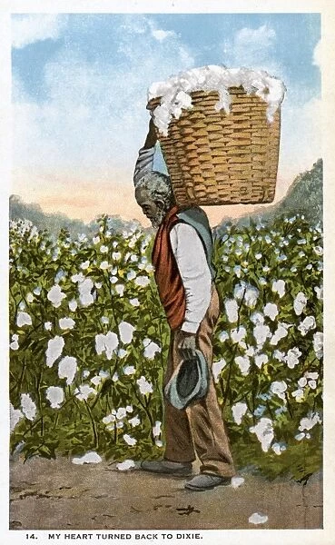 Postcard of a Farmhand Carrying a Basket of Cotton. ca. 1911-1912, A farm worker carries a full basket of cotton out of the fields