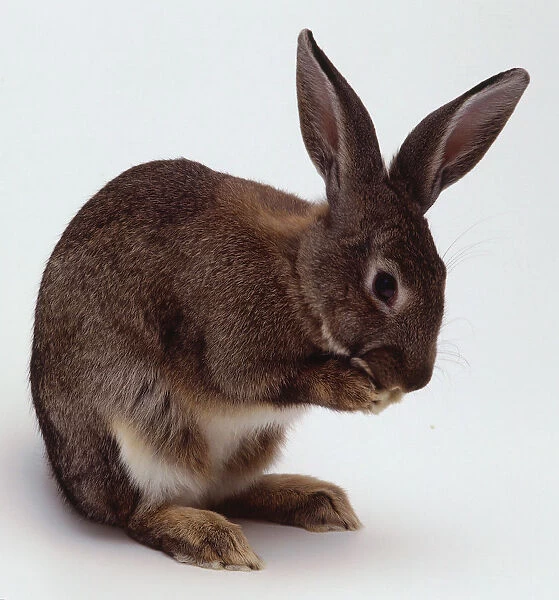 Rabbit with front paws in mouth