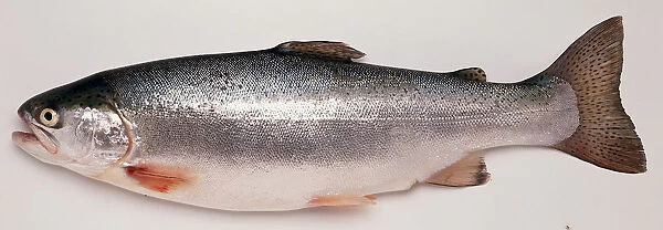 A rainbow trout