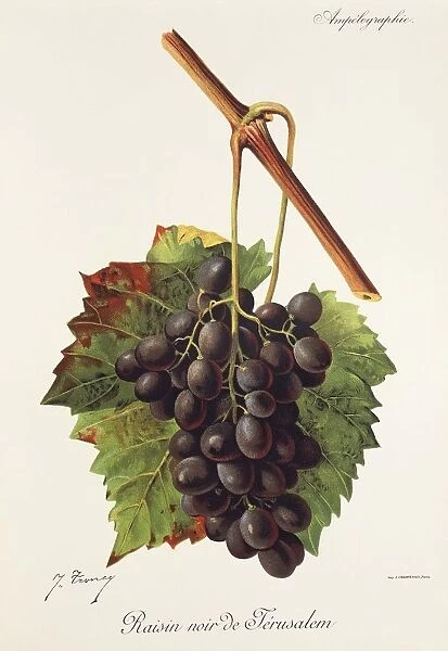 Raisin Noir de Jerusalem grape, illustration by J. Troncy