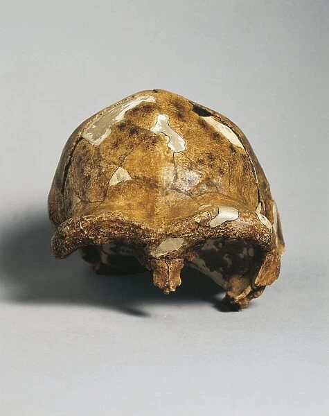 Reconstruction of Peking Man (Homo erectus pekinensis) discovered at Zhoukoudian (Chou K ou-tien), cast of the skullcap number 3, by Weindenreich