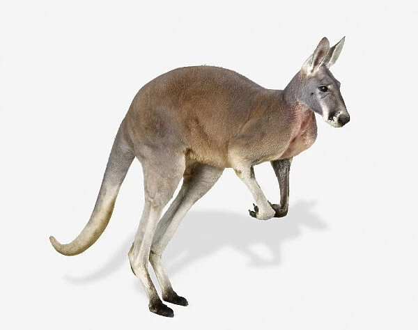 Red kangaroo - Macropus rufus