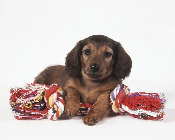 Red Smooth Haired Dachshund puppy lying on rope toy