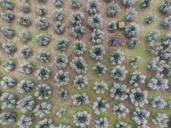 Regular olive grove in Italy (seen from above)