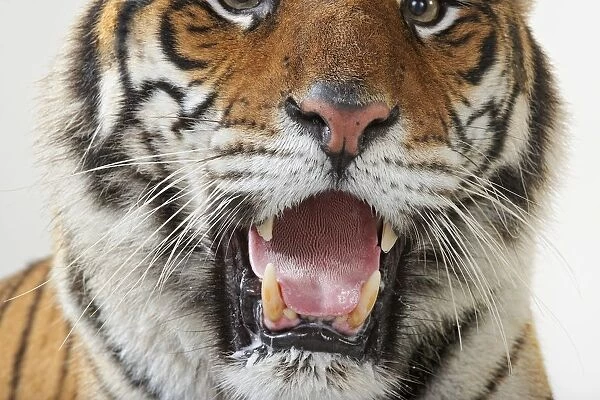 Roaring Tiger (Panthera tigris), close-up