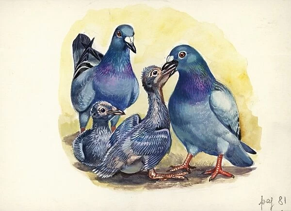 Rock pigeon Columba livia feeding young, illustration
