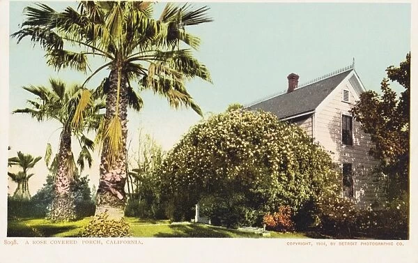 A Rose Covered Porch, California Postcard. 1904, A Rose Covered Porch, California Postcard