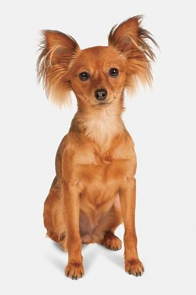 Russian Toy Dog (Russkiy Toy, Russian Toy Terrier), front view