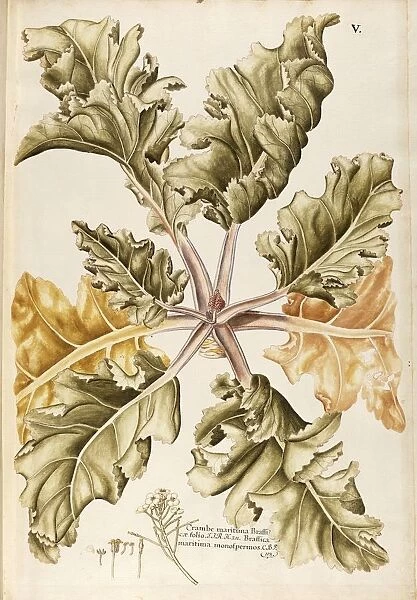 Sea Kale (Crambe maritima), Cruciferae by Francesco Peyrolery, watercolor, 1765