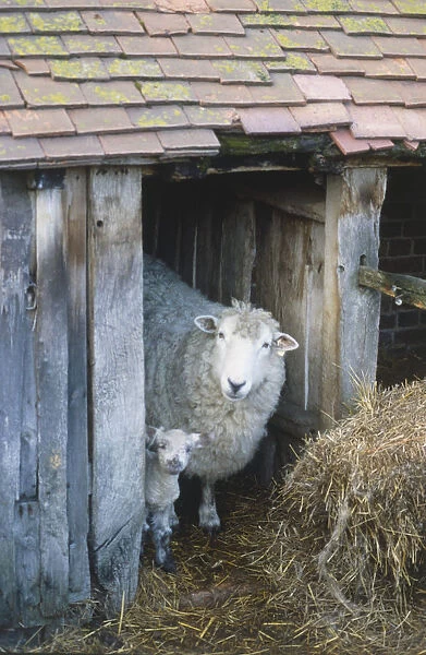 Sheep and lamb (Ovis aries) looking out of barn door, beside haystack, close up