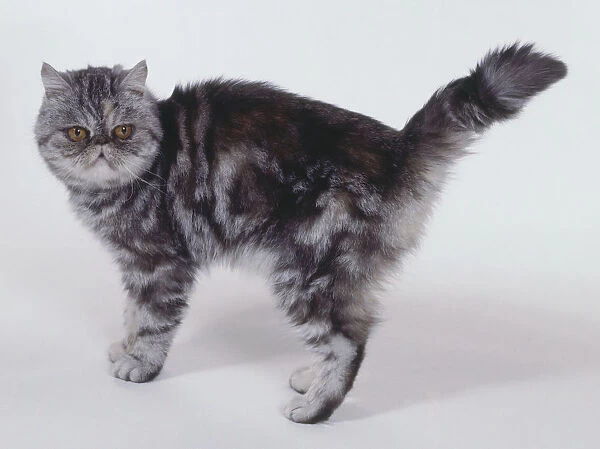 Silver Tortie Classic Tabby Exotic shorthaired cat with oyster-shaped patterning and black-tipped tail, standing