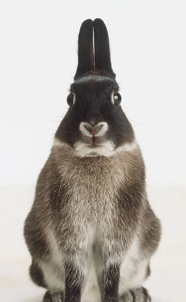 Sitting Grey Rabbit (Oryctolagus Cuniculus), front view, looking at camera