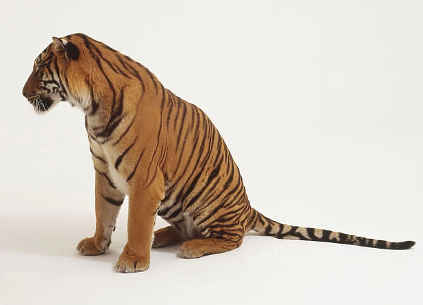 Sitting Tiger (Panthera Tigris), side view