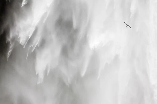 Sk√≥gafoss waterfall in Iceland - flying gull and torrent SkÔêÜÔëÑgafoss waterfall in Iceland - flying gull and torrent
