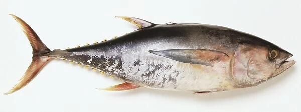Skipjack tuna, side view