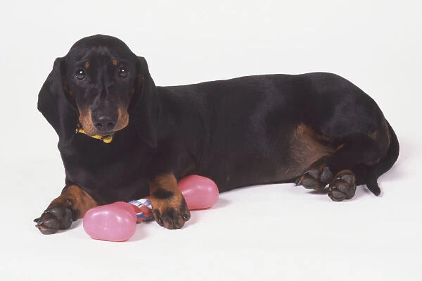 Smooth-coated, black Dachshund (Canis familiaris) lying on its side with a dog bone in its paw, looking at camera